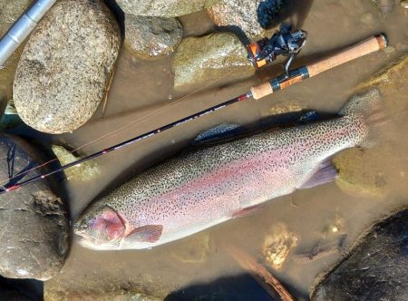 大型ばかり！ 天竜川ルアーフライ専用区